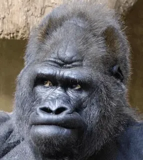 😐 gorilla, animale, scimmia, primate, mammifero, fauna selvatica telegram sticker