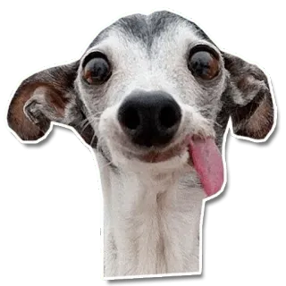 🤪 dog, funny, animal, pet, tongue whatsapp sticker