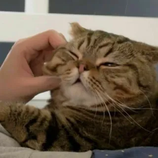 🐱 고양이, 애완동물, 동물, 반려동물, 얼룩 고양이, 귀여운 whatsapp sticker