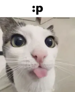 🤩 :p cat, tongue, emoji, animal, cute, funny whatsapp sticker