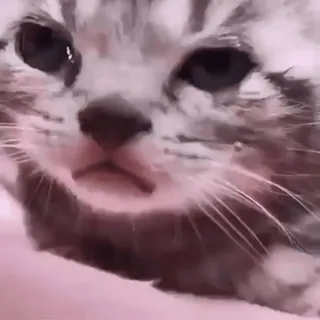 😭 Katze, Kätzchen, Tier, Haustier, süß whatsapp sticker