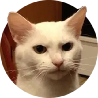 😾 kot, biały, mem, zwierzę, zwierzę domowe telegram sticker