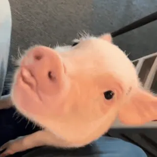 🐽 whatsapp sticker