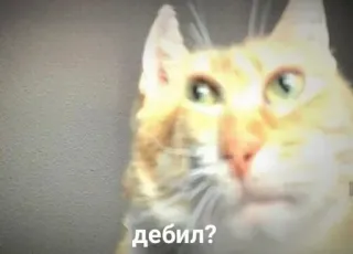 😡 дебил? Katze, beleidigend, russisch, Schimpfwort, Tier telegram sticker