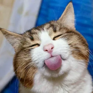 🐱 кот, животное, питомец, язык, милый, смешной, домашнее животное telegram sticker