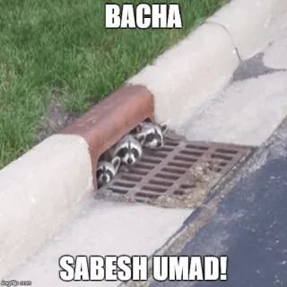🚶 BACHA
SABESH UMAD! mapache, animales, alcantarilla, divertido whatsapp sticker