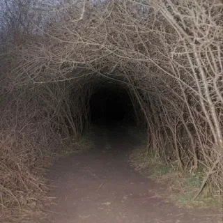 👁 tunnel, dark, path, nature, trail, trees telegram sticker