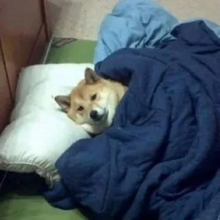 😔 shiba inu, perro, mascota, animal, durmiendo, cama, almohada, manta telegram sticker