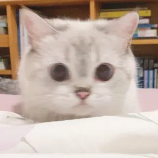 🐈 猫, かわいい, 動物, ペット, 子猫, 愛らしい, 飼い猫 whatsapp sticker