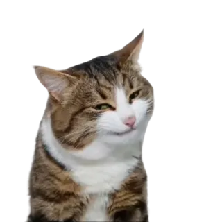 😏 gato, animal, meme, animal de estimação, engraçado, fofo, arrogante telegram sticker