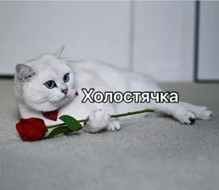 🌹 Холостячка 猫, バラ, バチェロレッテ, 花, 動物 telegram sticker