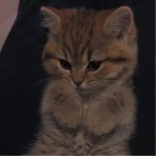 💗 kat, kitten, schattig, dier, huisdier, katachtig telegram sticker