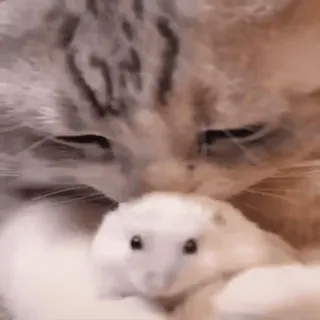 🤣 cat, hamster, animals, cute, pet, friendship, domestic animals, rodent whatsapp sticker