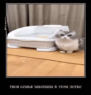😐 твоя семья закопана в этом лотке gato, caixa de areia, engraçado, meme, animal de estimação, animal whatsapp sticker