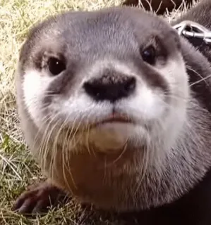 😕 otter, animal, wildlife, cute, mammal, nature, portrait telegram sticker