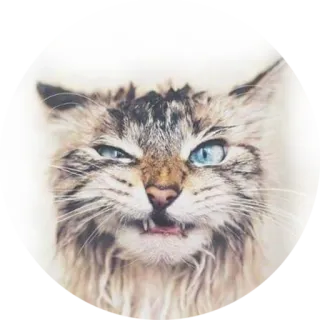 😏 cat, animal, cute, funny, meme, pet, kitty, angry telegram sticker