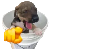 😂 cão, cachorro, fofo, animal, animal de estimação telegram sticker