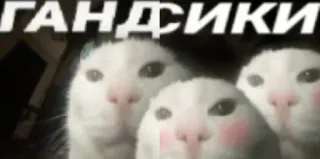 🌟 ГАНДФИКИ cats, offensive, russian telegram sticker
