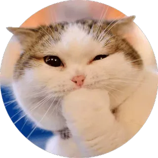 😺 gato, animal, fofo, animal de estimação whatsapp sticker