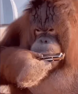 🎶 orangutan, harmonika, binatang, musik, primata whatsapp sticker