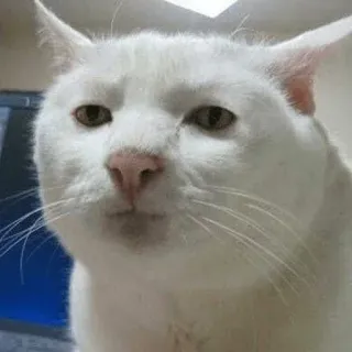 😐 cat, white cat, animal, pet, meme telegram sticker