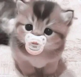 😊 kitten, cat, pacifier, baby, cute whatsapp sticker