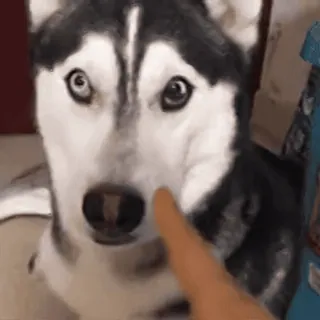 🐶 哈士奇, 狗, 宠物, 动物, 手指, 可爱 whatsapp sticker