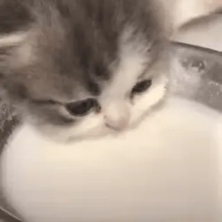 🥛 gatito, gato, leche, lindo, animal, mascota, bebiendo whatsapp sticker