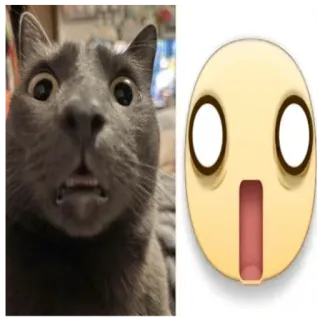 😱 猫, 表情符号, 搞笑, 震惊, 惊讶, 动物, 梗 telegram sticker