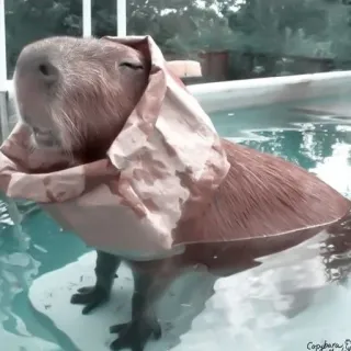 🪵 Capivara, Animal, Natação, Piscina, Fofo, Roedor telegram sticker