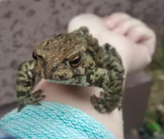 💪 crapaud, grenouille, animal, amphibien, nature whatsapp sticker