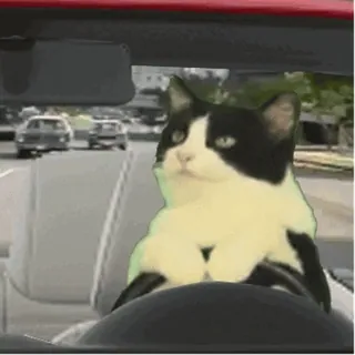 🚘 cat, driving, car, animal, pet telegram sticker
