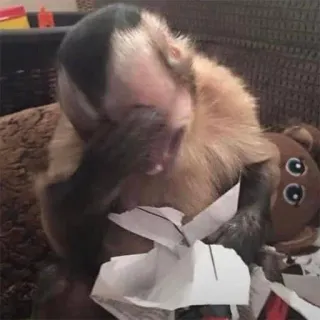 🙈 singe, animal, mignon, animal de compagnie, primate, capucin telegram sticker