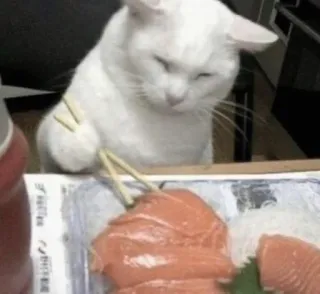 🐱 kucing, sushi, sumpit, makanan, hewan, makan, makan telegram sticker