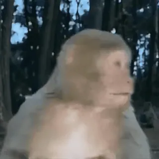 🐵 monkey, animal, mammal, primate, wildlife, forest whatsapp sticker