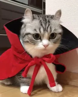 🦸‍♀️ cat, kitten, halloween, costume, cape, red, cute whatsapp sticker