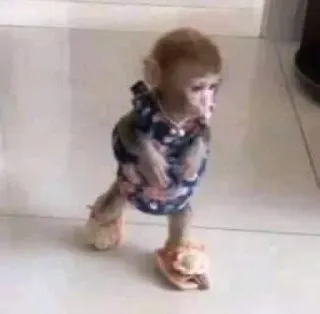 🙈 monkey, animal, dress, shoes telegram sticker
