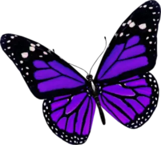 🐝 butterfly, purple, insect, nature, beautiful whatsapp sticker