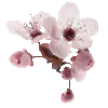 🌸