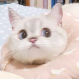 🐈 猫, かわいい, 動物, ペット, 子猫, 白い猫 whatsapp sticker