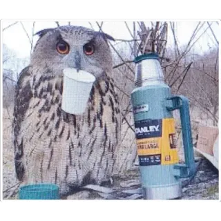 🍵 STANLEY owl, bird, thermos, coffee, stanley cup, drinking, nature, wildlife telegram sticker
