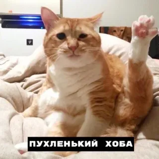 😺 ПУХЛЕНЬКИЙ ХОБА mèo, động vật, hài hước, thú cưng, dễ thương telegram sticker