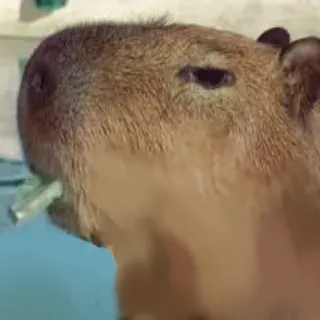 🚬 Capybara, Tier, Nagetier, süß whatsapp sticker