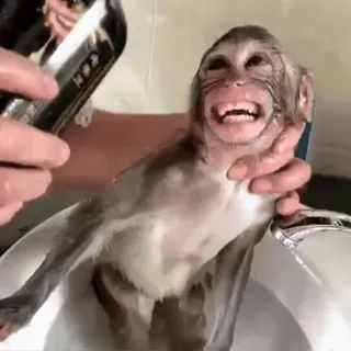 🤩 monkey, animal, bath, grooming, cute whatsapp sticker