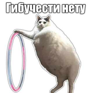 🤸‍♂️ Гибучести нету cat, hula hoop, funny, meme, russian telegram sticker