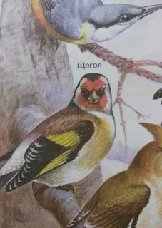 😠 Щегол bird, nature, animal, goldfinch, wildlife, Щегол telegram sticker