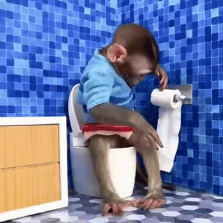 🚽 monkey, toilet, bathroom, animal, funny, meme telegram sticker