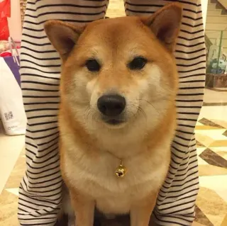 ❤️ dog, shiba inu, pet, animal, cute telegram sticker