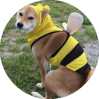 🐝 강아지, 벌, 코스튬, 시바견, 동물, 귀여운 telegram sticker