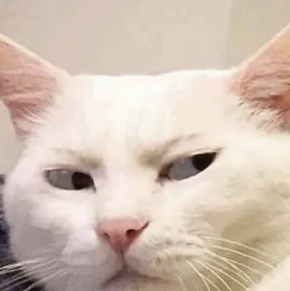 😨 Katze, weiße Katze, Tier, Haustier, Meme, lustig, süß telegram sticker